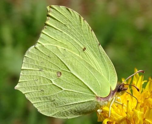 Gonepteryx rhamni